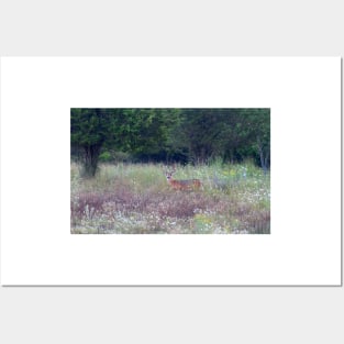 Buck in the Meadow - White tailed deer buck Posters and Art